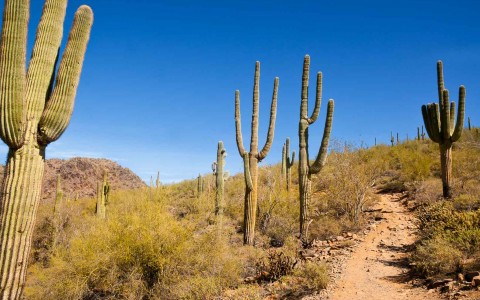 Catalina State Park